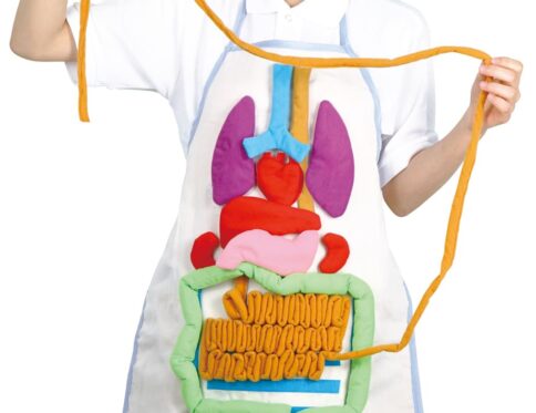 198105 ANATOMY APRON